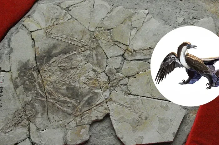 Temuan Fosil Dinosaurus dari China Kebohongan Terbesar Paleontologi