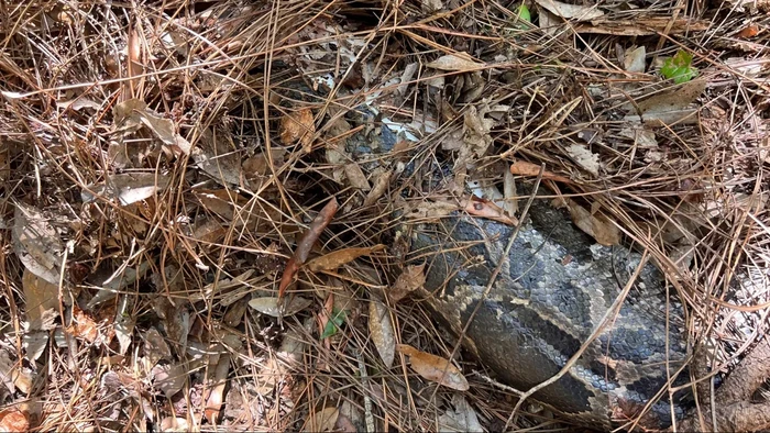 Heboh Kucing Hutan Cabut Kepala Ular Piton Raksasa