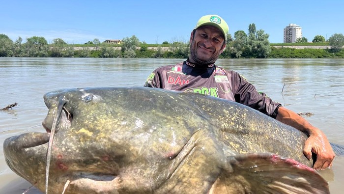 5 Rekor Ikan Lele Terbesar di Dunia, Bisa Sebesar Orang