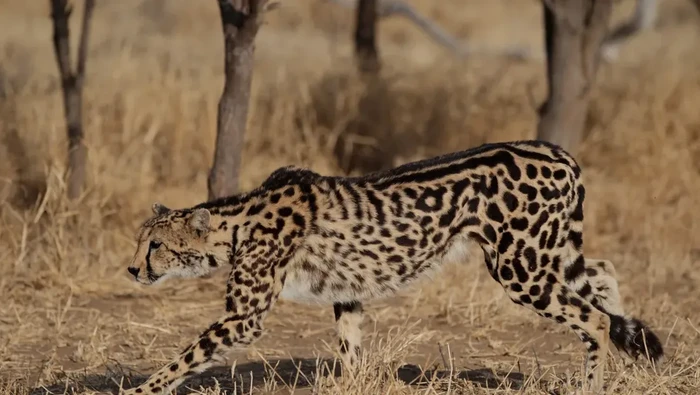 King Cheetah: Sungguhan Ada atau Hewan Mitologi?