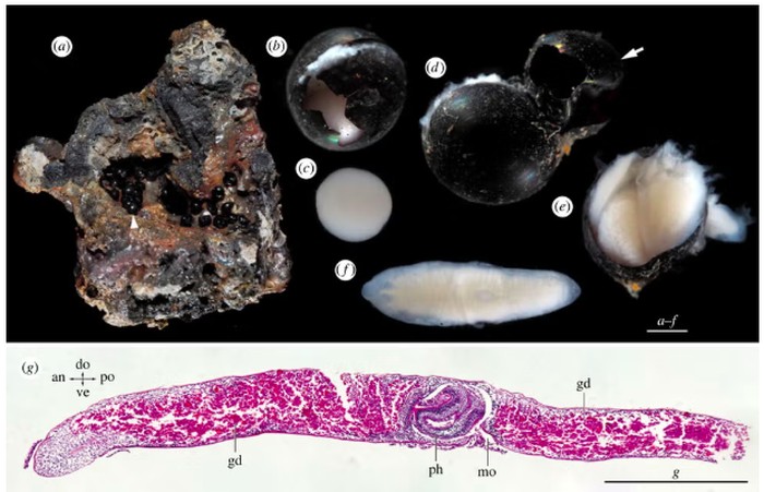 Telur-telur Hitam Muncul dari Dasar Laut, Isinya Makhluk Asing