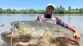 5 Rekor Ikan Lele Terbesar di Dunia, Bisa Sebesar Orang