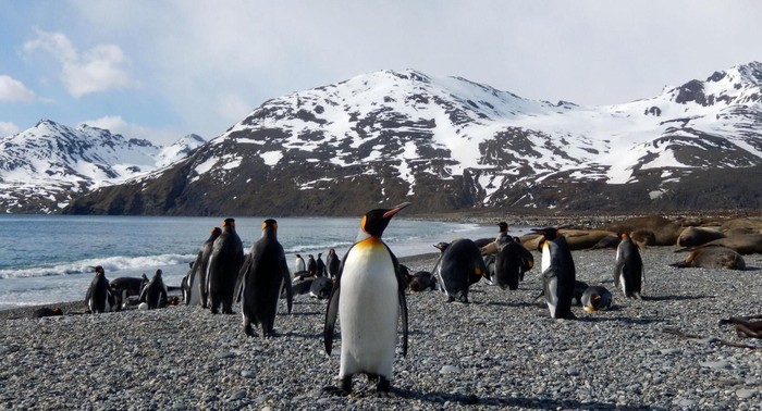 Ilmuwan Takjub Penguin Bisa Lemparkan Bom Tinja Hingga Jauh