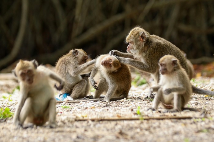 Monyet di Ubud Masturbasi Pakai Batu Bikin Ilmuwan Penasaran