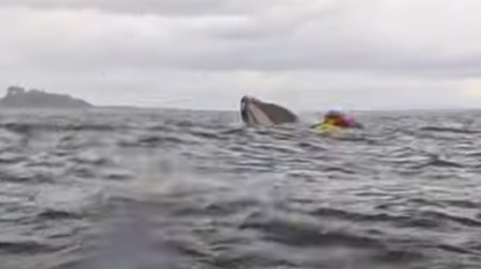 Pemain Kayak Dilahap Paus Terekam Kamera, Tak Lama Dimuntahkan