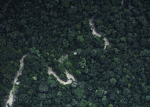 Ilmuwan Cemas Hutan Amazon Berubah Total Tak Lama Lagi