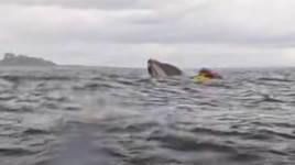 Pemain Kayak Dilahap Paus Terekam Kamera, Tak Lama Dimuntahkan