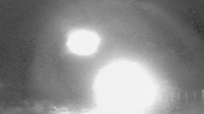 Cahaya Misterius Tertangkap Kamera di Hutan, Ilmuwan Kebingungan